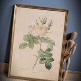 Litho rosier perfumers