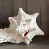 Strombus shell