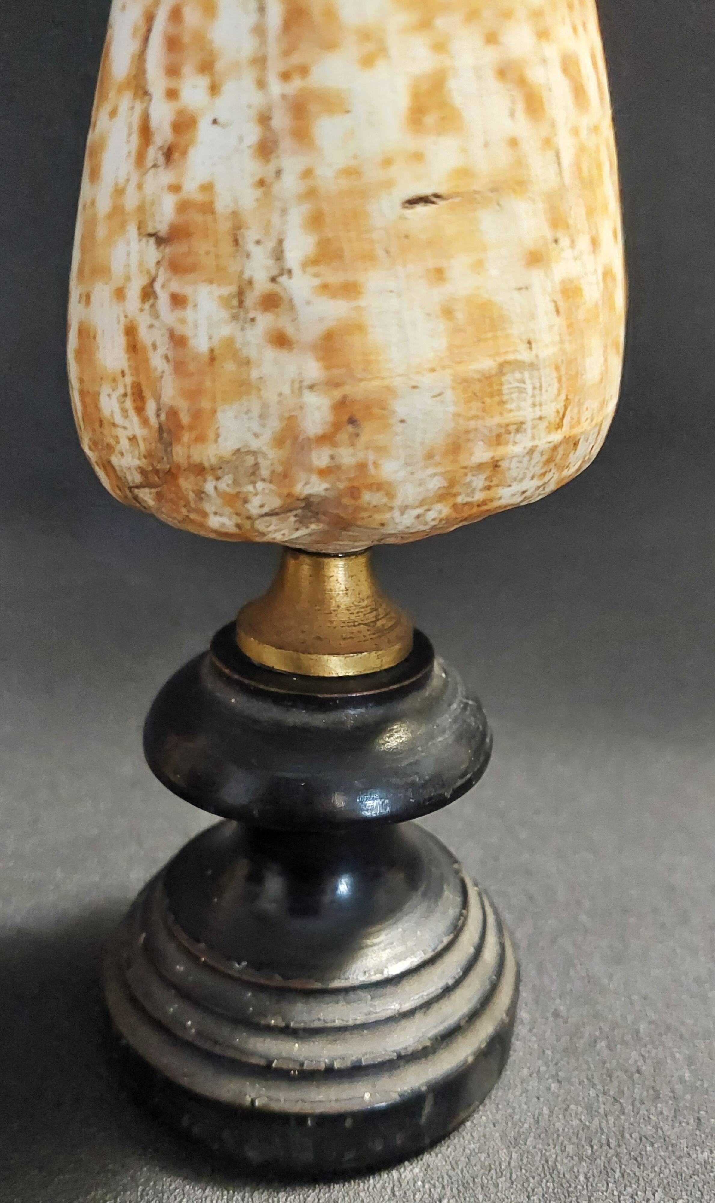 Cabinet of Curiosities Conus Pulcher Shell on Base
