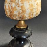 Cabinet de Curiosités coquillage conus pulcher sur socle