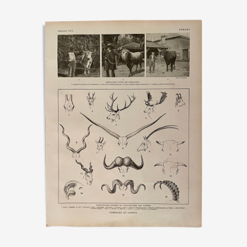 Lithographie sur les cornes d'animaux de 1921