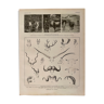 Lithographie sur les cornes d'animaux de 1921