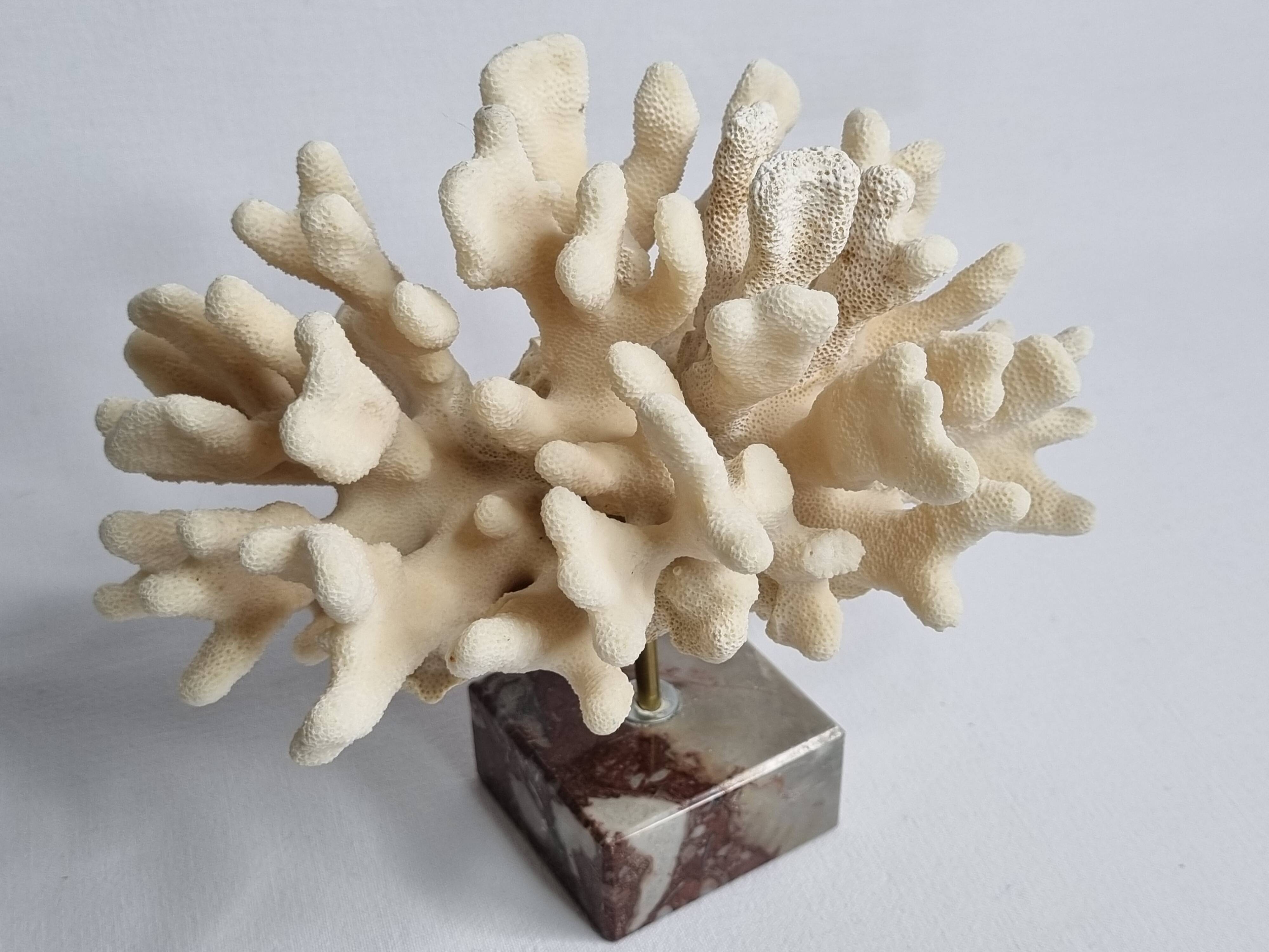 Antique White Coral on Marble Base, Height 18 cm