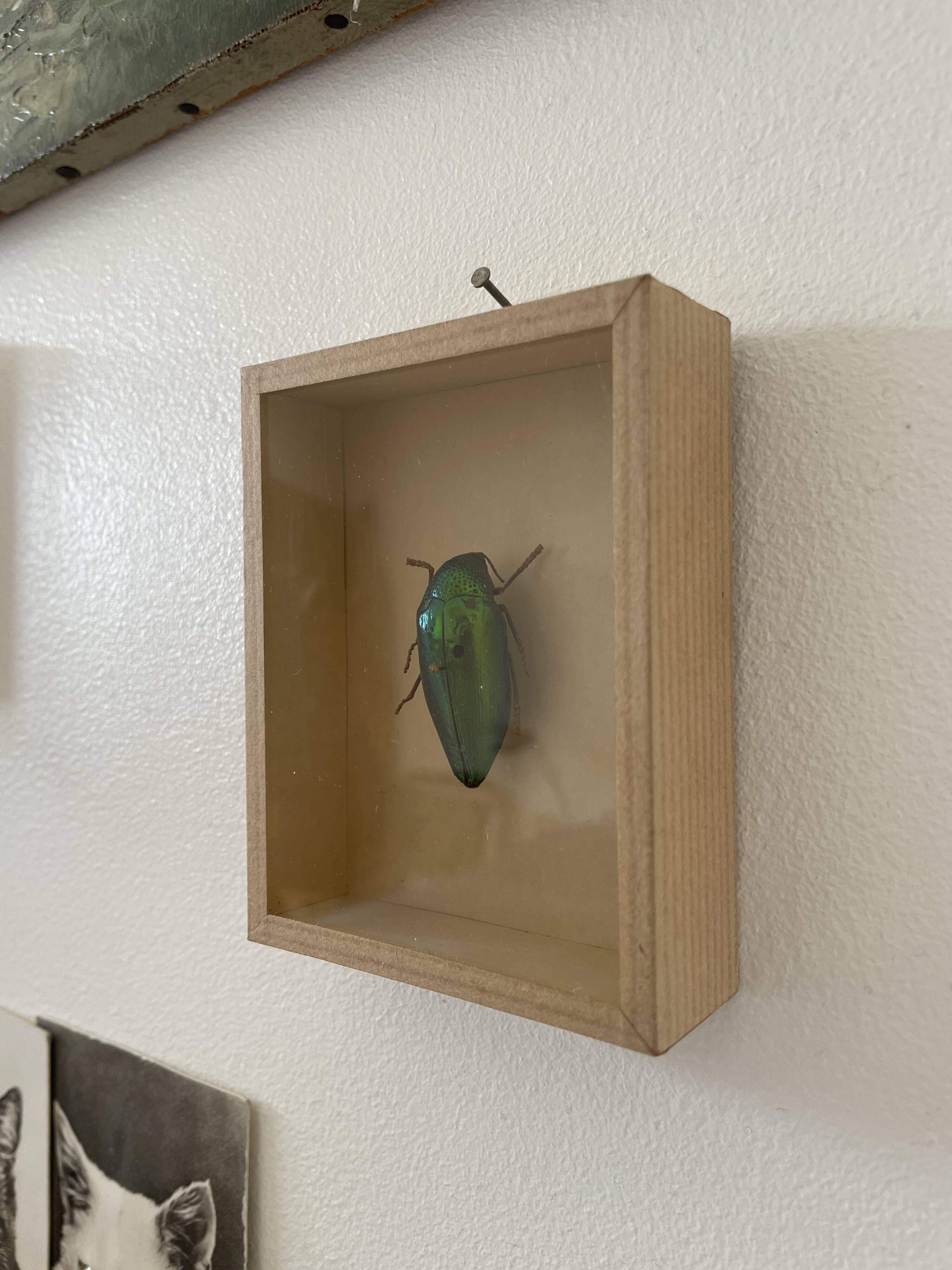 Beetle stuffed under glass