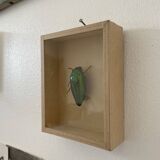 Beetle stuffed under glass