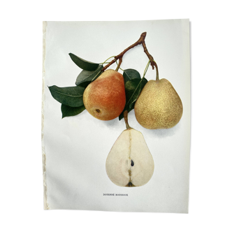 Botanical plate published in 1921