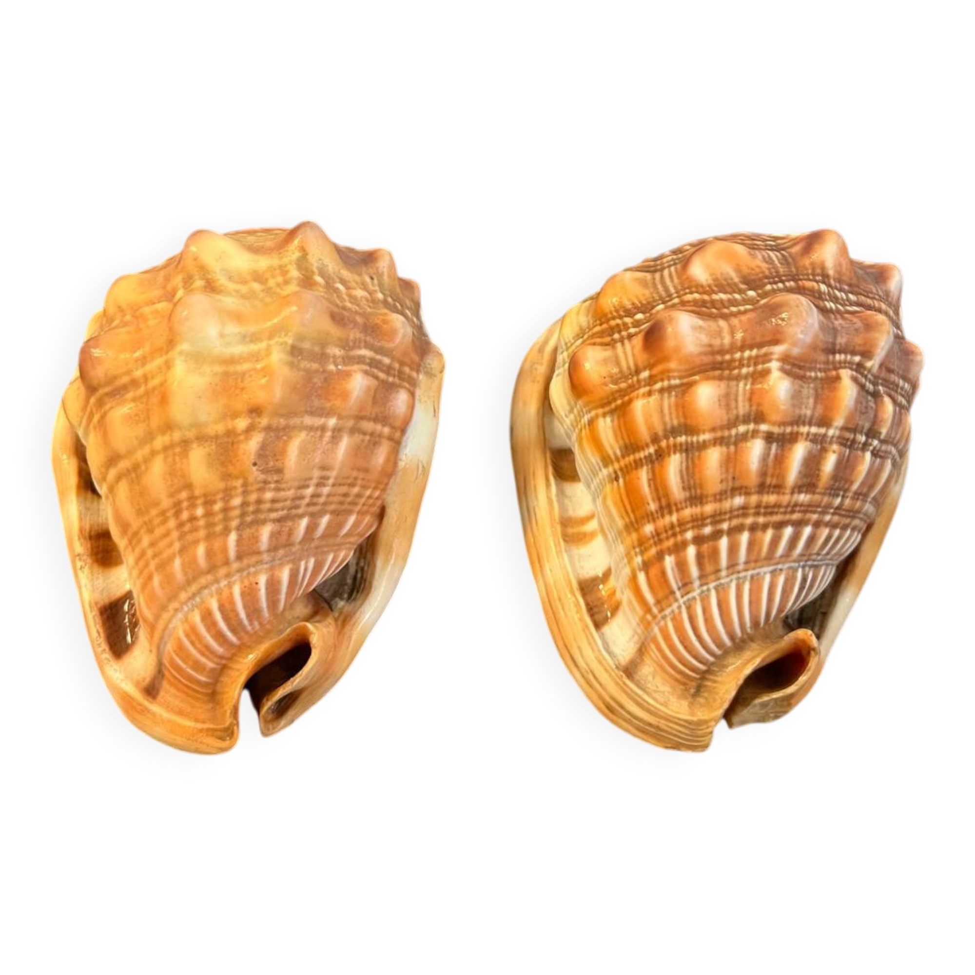Pair of large seashells cyprae cassis rufa