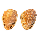 Paire gros coquillages cyprae cassis rufa