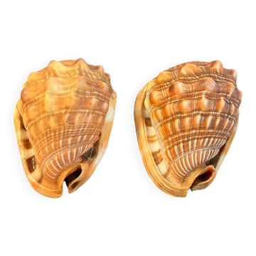 Paire gros coquillages cyprae cassis rufa