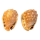 Pair of large seashells cyprae cassis rufa