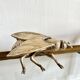 Cendrier mouche vintage