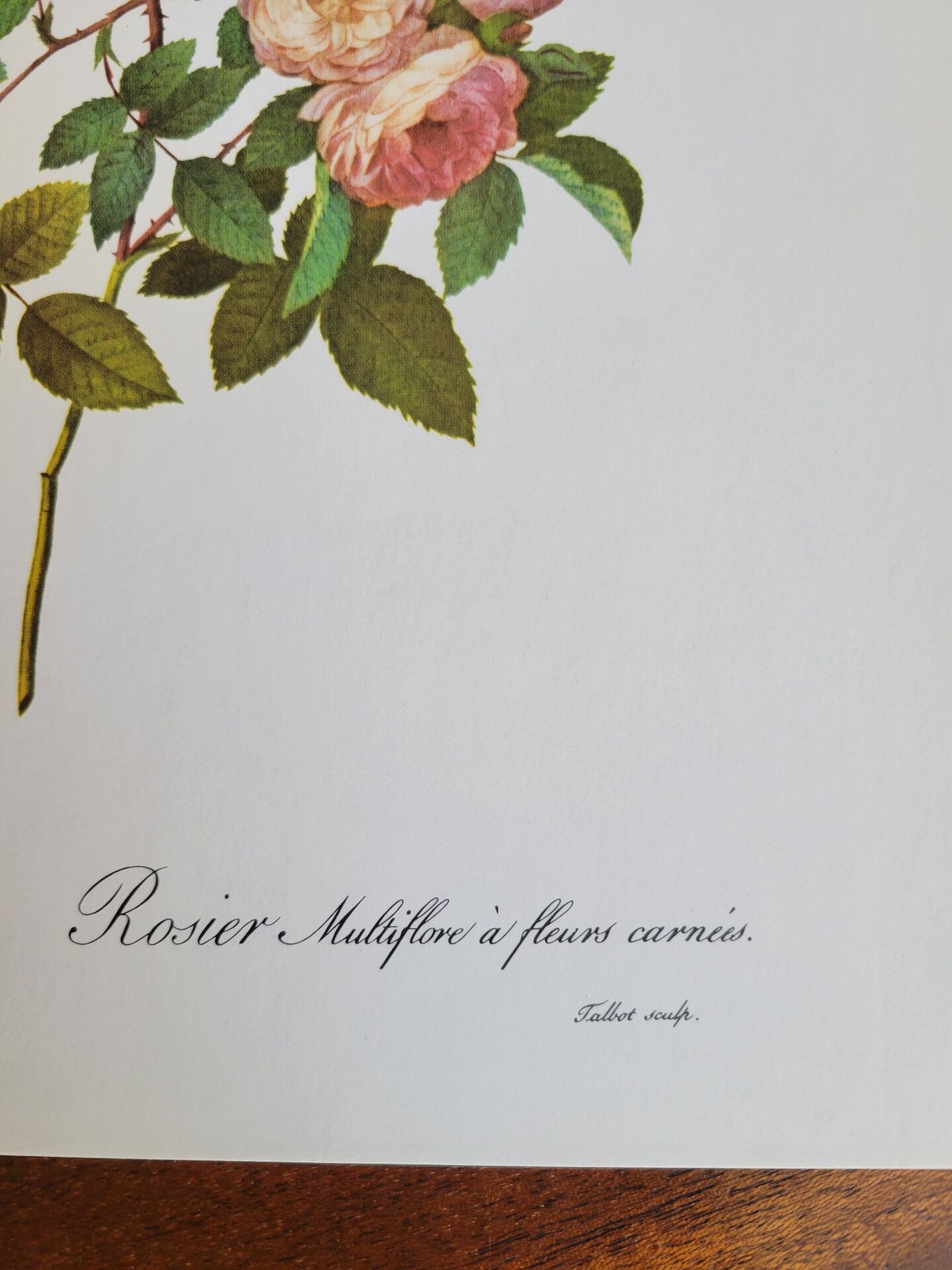 Botanical plate of Multiflora Rose, P. J. Redouté