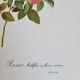 Botanical plate of Multiflora Rose, P. J. Redouté