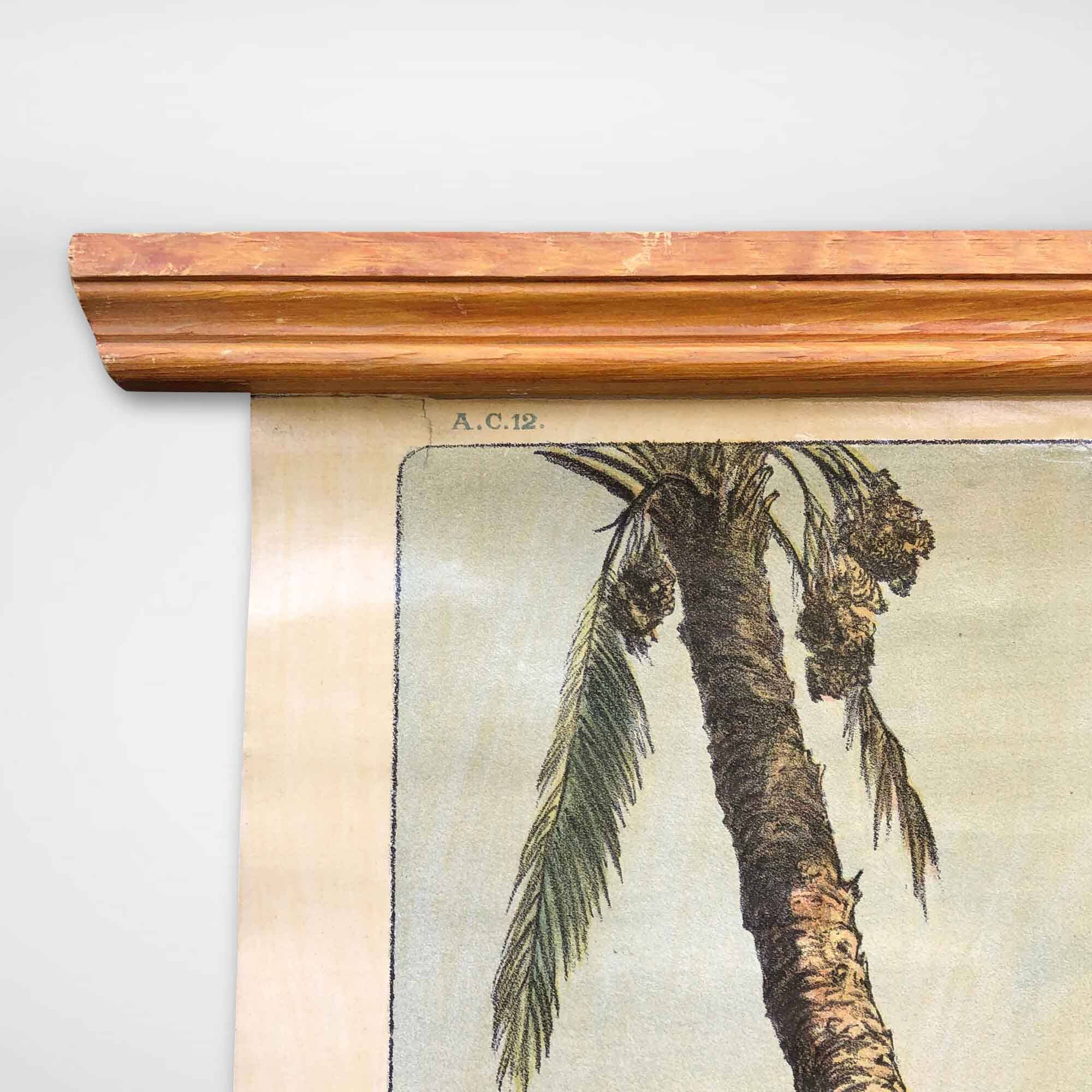 Vintage Poster of Date Palms, Tropics, 1950s