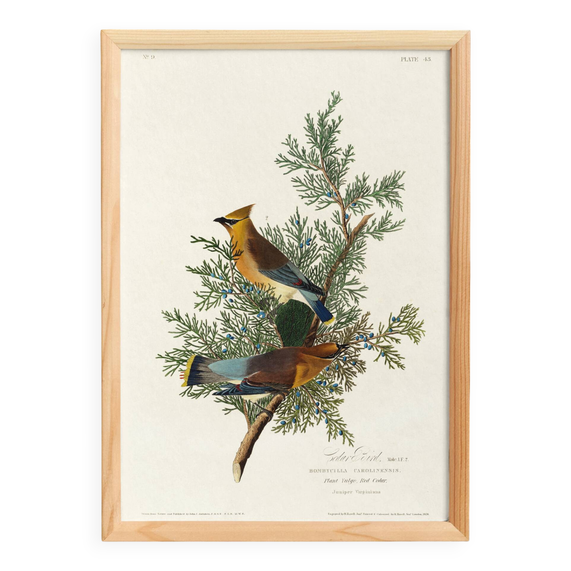 Poster about the Cedar Waxwing, after an old engraving from 1827.