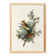 Poster about the Cedar Waxwing, after an old engraving from 1827.