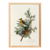 Poster about the Cedar Waxwing, after an old engraving from 1827.
