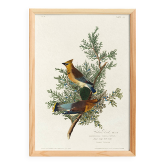 Poster about the Cedar Waxwing, after an old engraving from 1827.