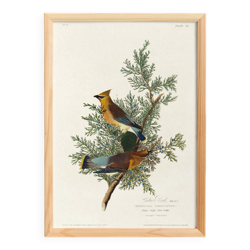 Poster about the Cedar Waxwing, after an old engraving from 1827.
