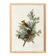 Poster about the Cedar Waxwing, after an old engraving from 1827.