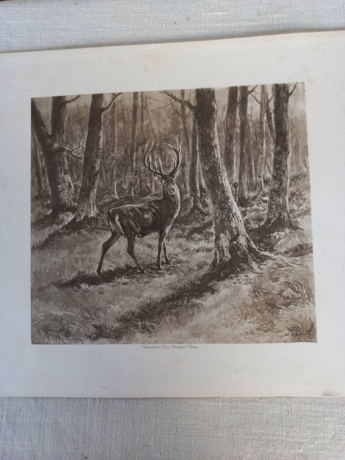 Illustration sepia " cerf"