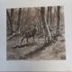 Illustration sepia " cerf"