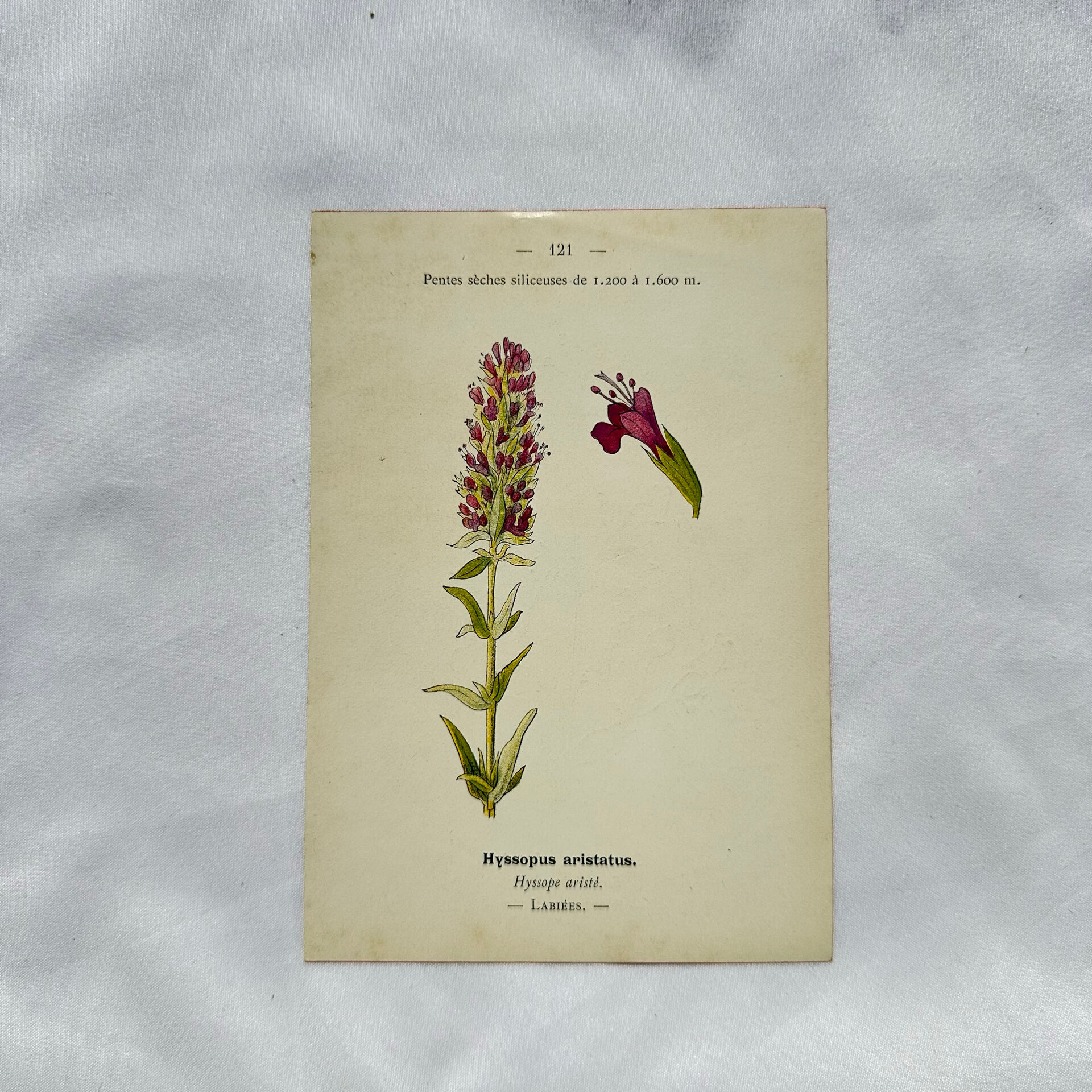 19th-century botanical engraving, double-sided, hand-coloured, naturalist work.