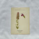 19th-century botanical engraving, double-sided, hand-coloured, naturalist work.