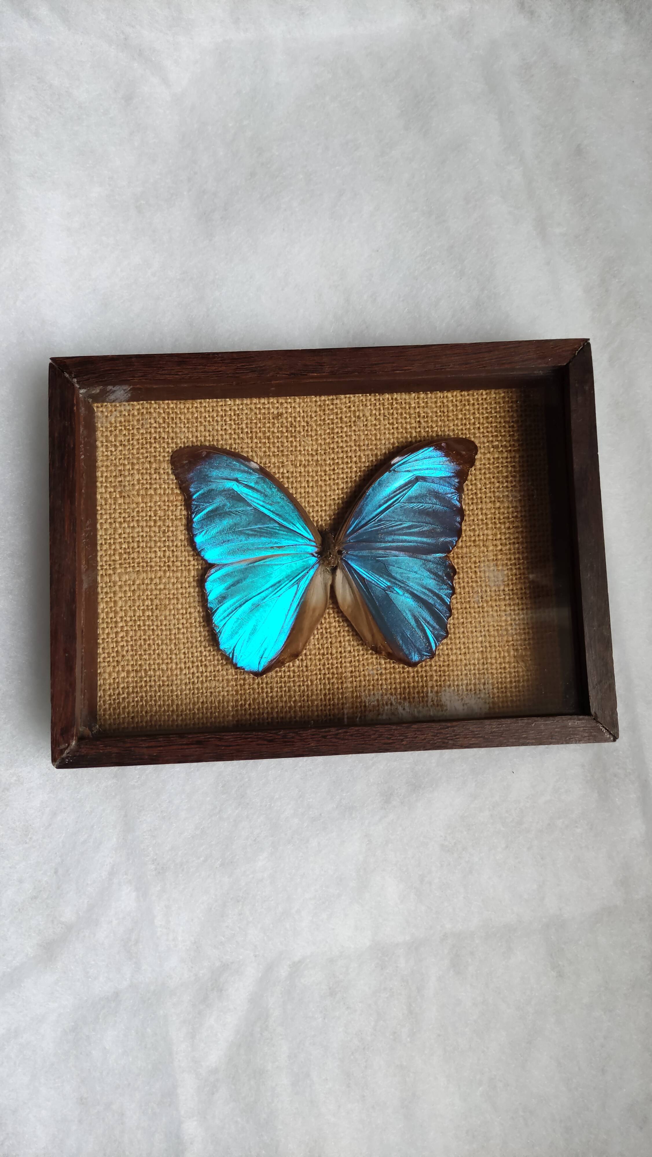 Cadre vintage d'un papillon morpho Ménélous