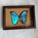 Cadre vintage d'un papillon morpho Ménélous