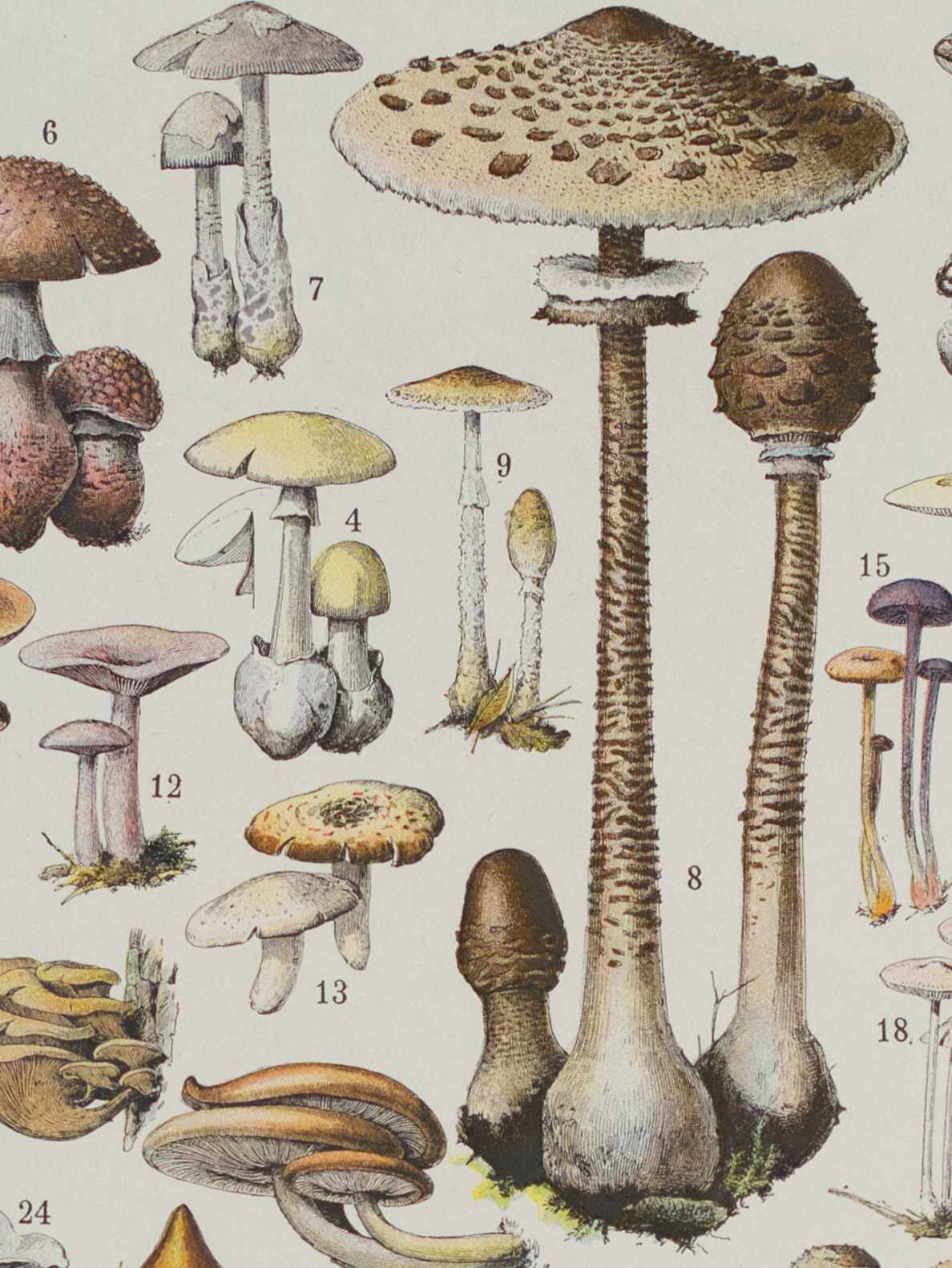 Planche botanique originale "Champignons I" de 1929
