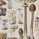 Planche botanique originale "Champignons I" de 1929