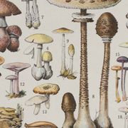 Original botanical plate "Mushrooms I" from 1929