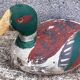 Canard (ancien appeau) en bois peint