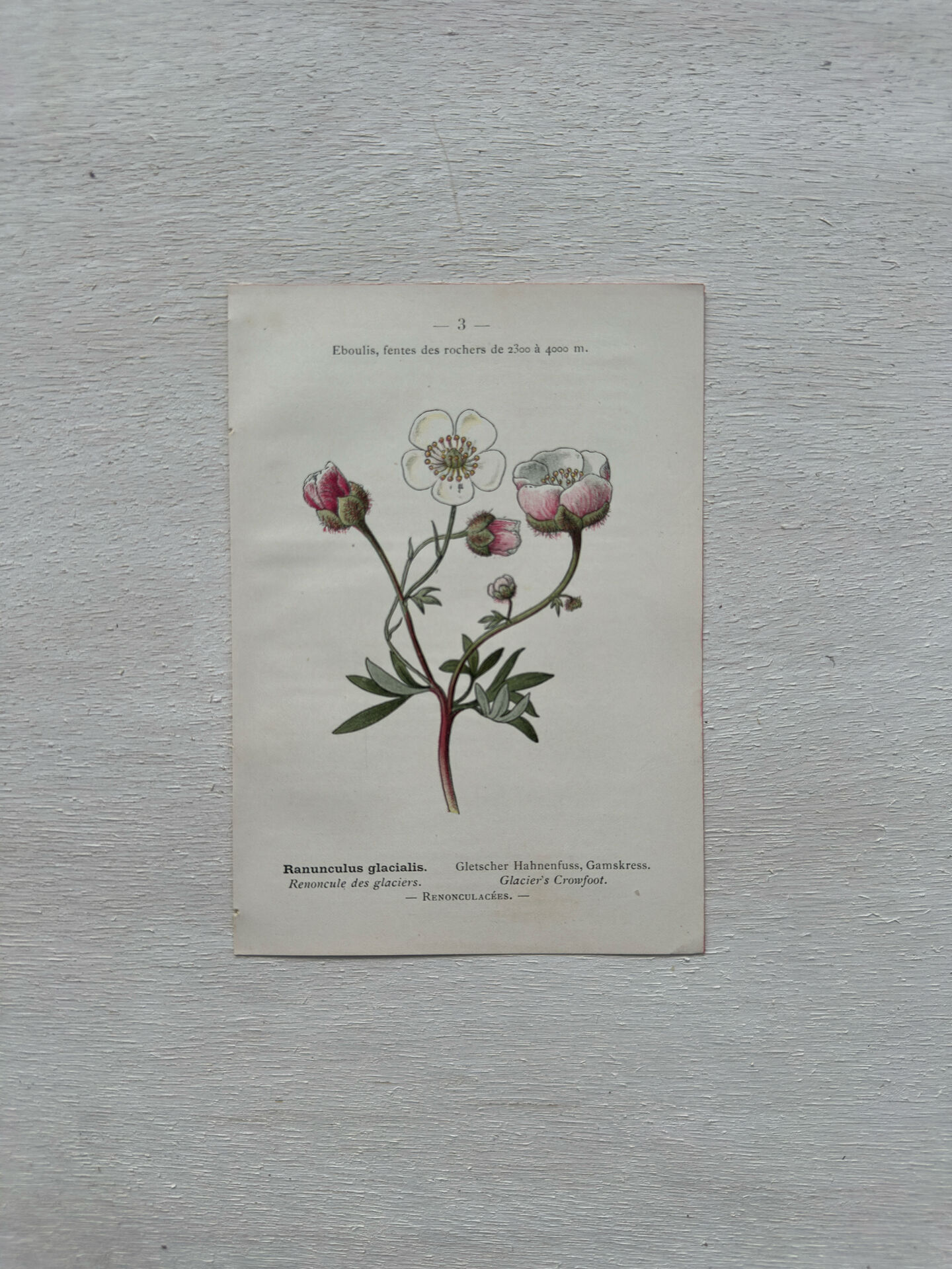 Botanical Plate 1800 Old Naturalist Engraving 19th Century Double-Sided