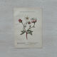 Botanical Plate 1800 Old Naturalist Engraving 19th Century Double-Sided