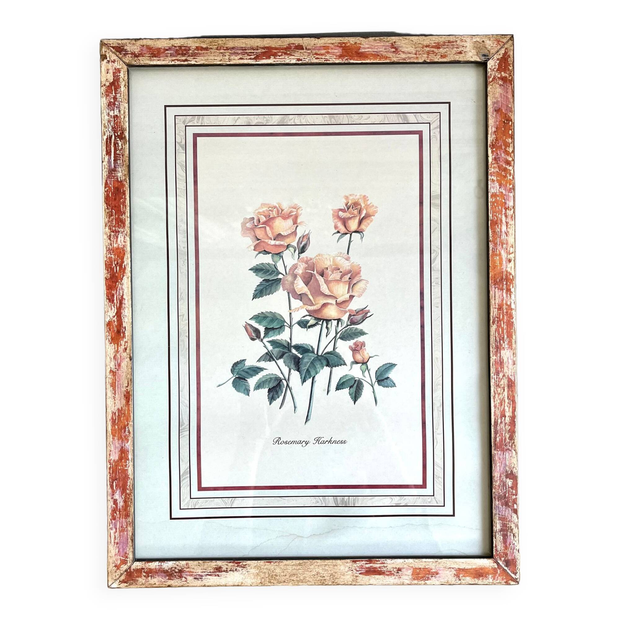 Botanical plate of roses under frame