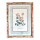 Botanical plate of roses under frame