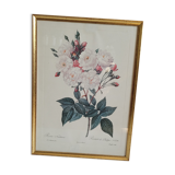 Litho Rose Philippe Noisette