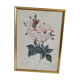 Litho Rose Philippe Noisette