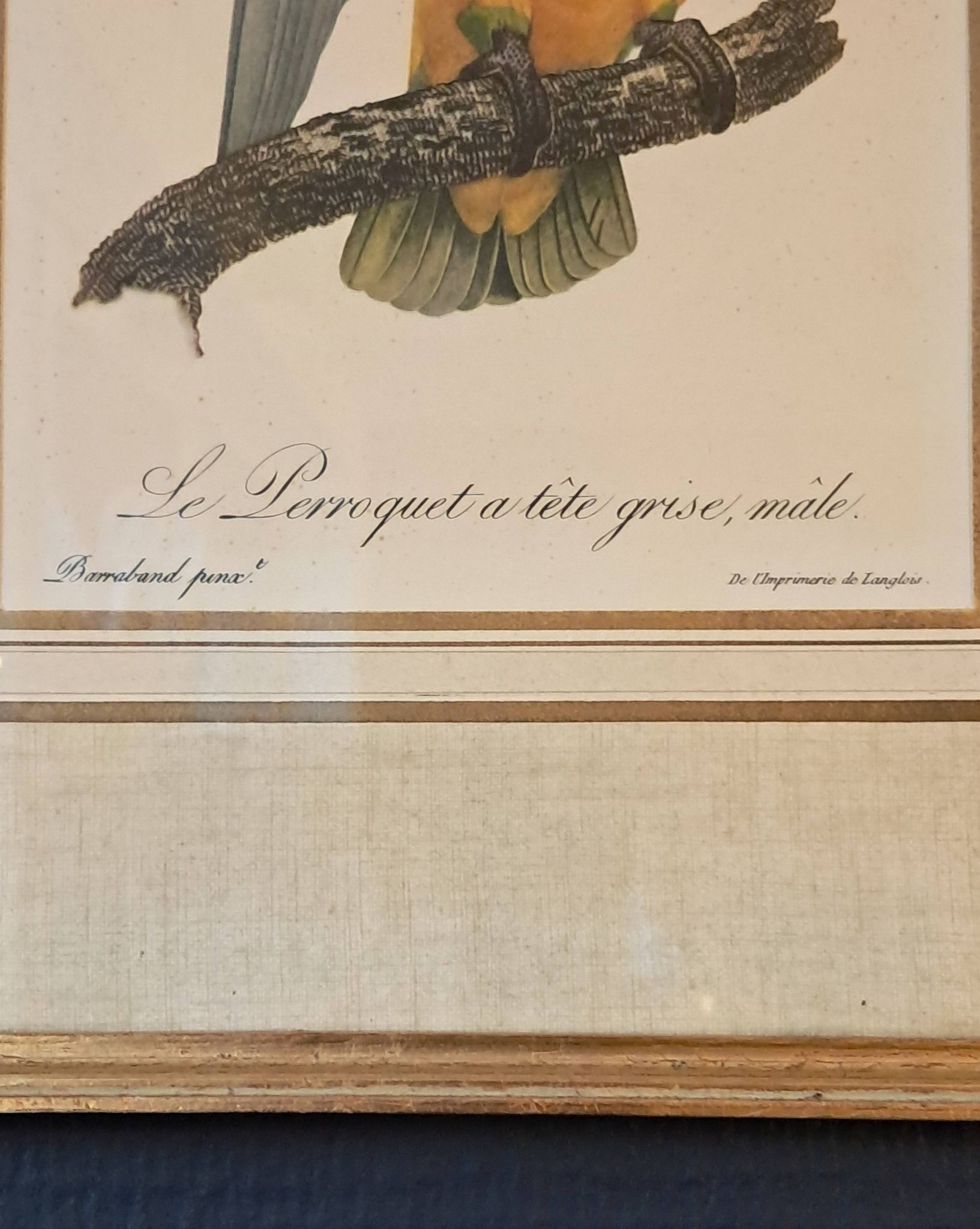 Trois Impressions D’oiseaux Tropicaux Par Barraband