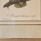 Three Tropical Bird Prints by Barraband