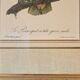 Trois Impressions D’oiseaux Tropicaux Par Barraband