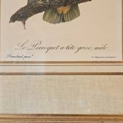 Trois Impressions D’oiseaux Tropicaux Par Barraband