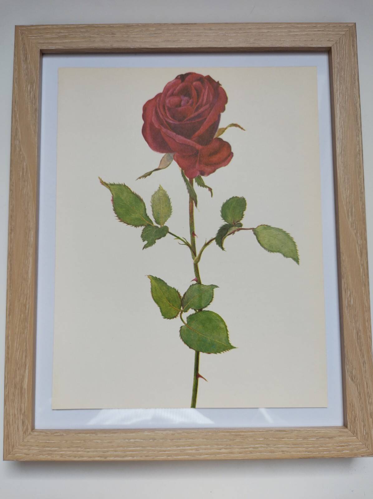 Botanical print from 1968 Crimson King - Vintage flower and rose illustration