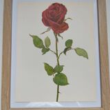 Botanical print from 1968 Crimson King - Vintage flower and rose illustration