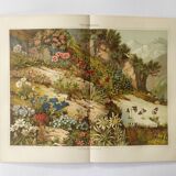 Lithographie ancienne 1909 - Flore alpine - gravure nature montagne vintage