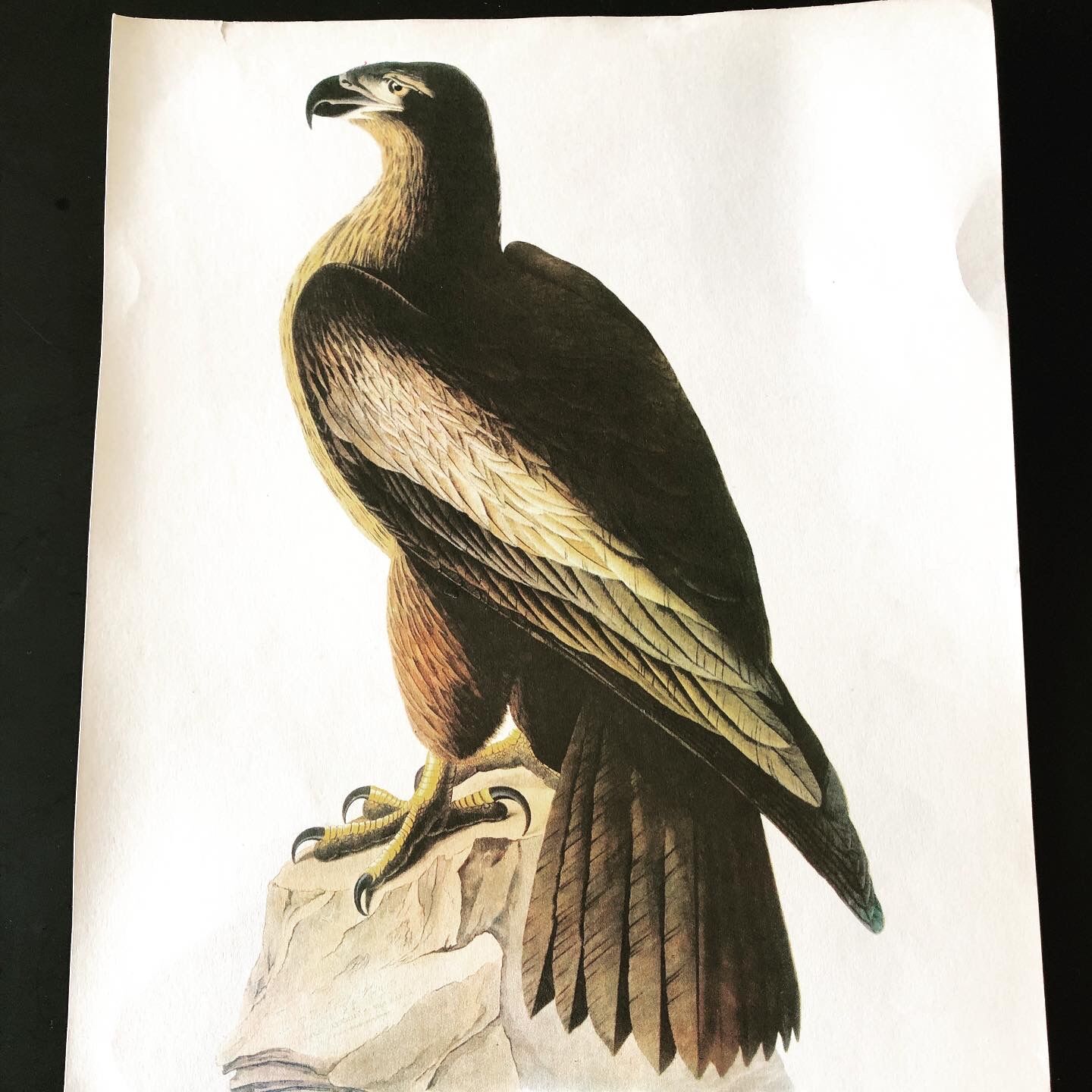 Ornithological board