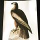 Ornithological board