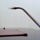 Lampe de Bureau Cobra cuir par Traso Milano 1988